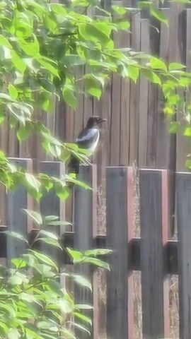 A black and white bird perches on a wooden fence amidst green foliage. The fence appears weathered and made of vertical wooden planks. The bird is facing right, with its beak open, as if it is vocalizing. The background is blurred and consists of more wooden planks. The overall scene suggests an outdoor setting on a sunny day.