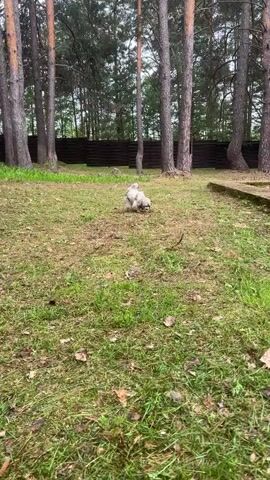 The video shows a small, fluffy dog walking on a grassy lawn in a forested area. The dog is light gray and white in color and appears to be sniffing the ground as it moves. The lawn is green with patches of brown leaves and dry grass. Several tall pine trees surround the lawn, and a dark wooden fence is visible in the background. A concrete walkway is located on the right side of the frame. The video is shot at a moderate distance, providing a clear view of the dog and its surroundings.