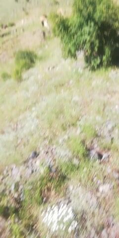 The video shows a view of a grassy hillside with scattered rocks and small trees. Some cattle are visible grazing on the lower part of the hill. A paved road runs along the upper edge of the hillside, and the bumper and tire of a dark-colored vehicle are visible on the road in the foreground. The camera appears to be mounted on the vehicle and is tilted downwards, offering a perspective that is partially in the sky and partially on the ground. The sun is shining, casting shadows.