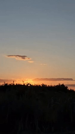 Sunset filters through trees on the Bulgarian plains