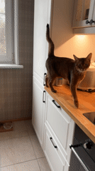 Abyssinian cat roams a Moscow kitchen and living space
