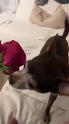 Here's a description of the video:

A small, brown dog is seen on a white bed or couch. A hand holds a deep pink rose in front of the dog. The dog sniffs and seems to gently mouth the stem of the rose. Music plays in the background. Pillows are visible on the bed behind the dog and the rose.