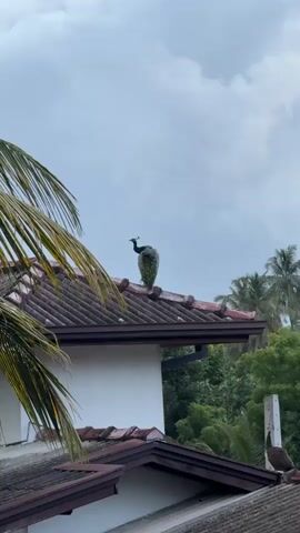 A peacock stands on the peak of a tiled roof. The peacock is facing left and looking forward. The sky is cloudy and there are trees in the background. The peacock is mostly green and blue with some brown feathers. It is a bright day.