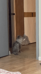 Pets observed at home in Samara residential setting