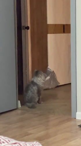 Pets observed at home in Samara residential setting