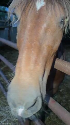 A person's hand reaches out and gently strokes the snout of a brown horse. The horse is standing behind a metal fence, with hay visible on the ground. The horse has a white blaze on its forehead and a pink nose.