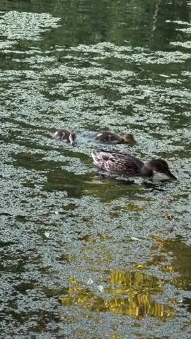 A mother duck and her ducklings swim in a pond covered with green algae. The mother duck is in the foreground, and the ducklings are swimming behind her in a line. The pond is surrounded by trees, and the water is reflecting the trees.