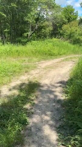 The video shows a dusty dirt path winding through a grassy area with trees in the background. The path is uneven and appears to be well-traveled, with tire tracks visible in some areas. Sunlight filters through the leaves of the trees, casting shadows on the path and grass. The vegetation is lush and green, suggesting it is summertime. There are no people or animals visible in the video. The overall impression is of a natural, undeveloped landscape.