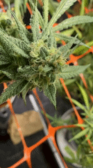 Indoor cannabis cultivation documented in Buenos Aires residence