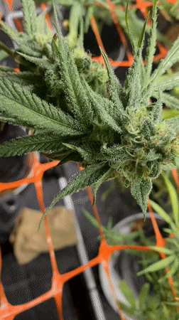 Indoor cannabis cultivation documented in Buenos Aires residence
