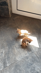 Pet videos captured in Bulgarian town show kittens and playful dog