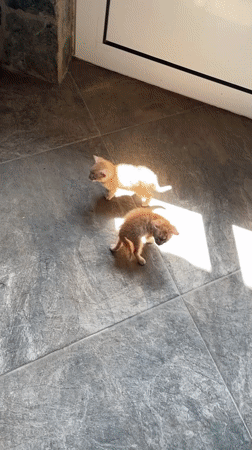 Pet videos captured in Bulgarian town show kittens and playful dog