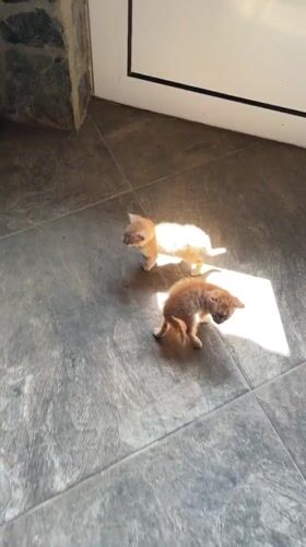 Pet videos captured in Bulgarian town show kittens and playful dog