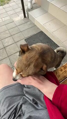 The video shows a close-up of a person's legs and arm interacting with a dog. The person is wearing grey shorts and a red garment, possibly a robe or blanket, draped over their lap. The dog, a medium-sized mixed breed with brown and white fur and alert eyes, is resting on the person's lap. Its paws are resting on the person's hand and leg.

The activity depicted is a person petting and playing with a dog. The dog seems engaged and curious, nudging the person's hand with its nose and looking directly at the camera with wide eyes. The person's hand is blurred as it moves, suggesting gentle petting or play.

The setting appears to be an outdoor patio or porch, with tiled flooring and a set of steps in the background. A wooden bench is visible to the right. The lighting suggests daytime, possibly overcast or late afternoon. The overall mood is affectionate and relaxed. No text is visible in the video. The location context provided is Makiv, Ukraine.