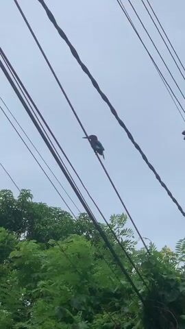 A bird with dark blue plumage and a brown head is perched on a thick black electrical wire. The bird is facing towards the left side of the frame. In the background, lush green foliage is visible below the wire. The sky is overcast and pale. The camera angle is from below, looking up at the bird and the wires.