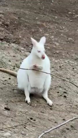 The video shows a white kangaroo sitting on its hind legs in a dirt enclosure. It is holding a thin branch in its front paws. The kangaroo has pink eyes. The ground around it is dirt, twigs, and some small rocks. The background is a dirt hill with some vegetation.  A voice can be heard in the background.