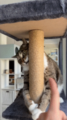 Cat plays on scratching post in Bat Yam home