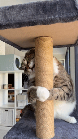 Cat plays on scratching post in Bat Yam home