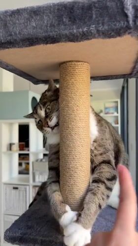 Cat plays on scratching post in Bat Yam home