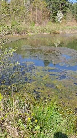 The video shows a serene, still body of water, heavily populated with green algae and other aquatic plants. The water's surface reflects the blue sky and the surrounding trees, creating a mirror-like effect. The shoreline is lush with tall grasses and dandelions, adding to the naturalistic feel of the environment. In the background, a dense forest is visible, suggesting a remote and undisturbed setting. A distinct croaking sound can be heard.