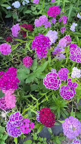 The video displays a close-up view of a cluster of Dianthus flowers, commonly known as Sweet William. The flowers are in various shades of pink, purple, and magenta, with some featuring a contrasting white edge. The blooms are densely packed, with multiple flower heads on each stem. Lush green foliage surrounds the flowers, suggesting a garden setting. The lighting indicates it may be daytime, possibly overcast, as there are no harsh shadows. The camera appears to be held steady and positioned to capture the intricate details of the flowers. No people or animals are visible. The ground beneath the flowers is partially visible, showing dark soil and some paving stones. The overall impression is of a vibrant and colorful display of flowering plants.