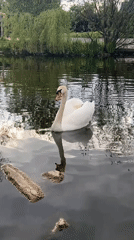 Swan and cygnet spotted at Tallaght pond