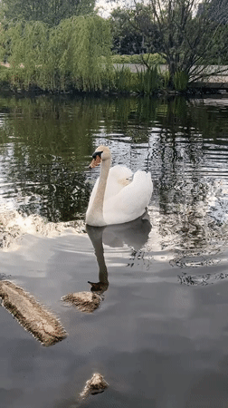 Swan and cygnet spotted at Tallaght pond