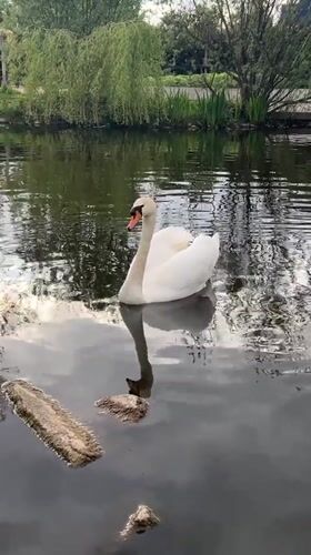 Swan and cygnet spotted at Tallaght pond