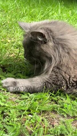 A gray, long-haired cat is lying on its side in green grass, with its head lowered and facing right. Its front left paw is extended forward. The cat appears to be nibbling on or interacting with the grass. The environment is outdoors, with sunlight casting shadows.