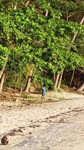 A child is standing on a sandy beach and reaching up into a tree with a long stick. The child is wearing a blue shirt and dark shorts. The tree has large green leaves and some red fruit. There are other trees in the background, and the ground is covered in sand and some rocks.