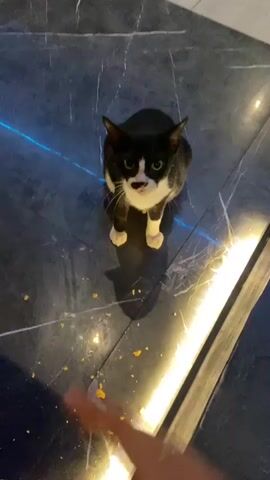 The media file shows a black and white cat sitting on a dark tiled floor. The cat is looking up at the camera with its tongue sticking out slightly. A human hand is visible in the foreground, with a finger extended towards the cat as if to interact with it. The floor has a marble-like pattern and is lit by yellow and blue lights. There are some small food crumbs scattered on the floor around the cat. The overall impression is of a playful or curious interaction between a human and a cat, possibly in an indoor setting with modern lighting. The time of day is not explicitly stated, but the indoor lighting suggests it could be evening or night. The location context of Pekanbaru, Indonesia, is provided, but there are no specific visual cues in the media file to confirm this location. There is no visible text in the media file.