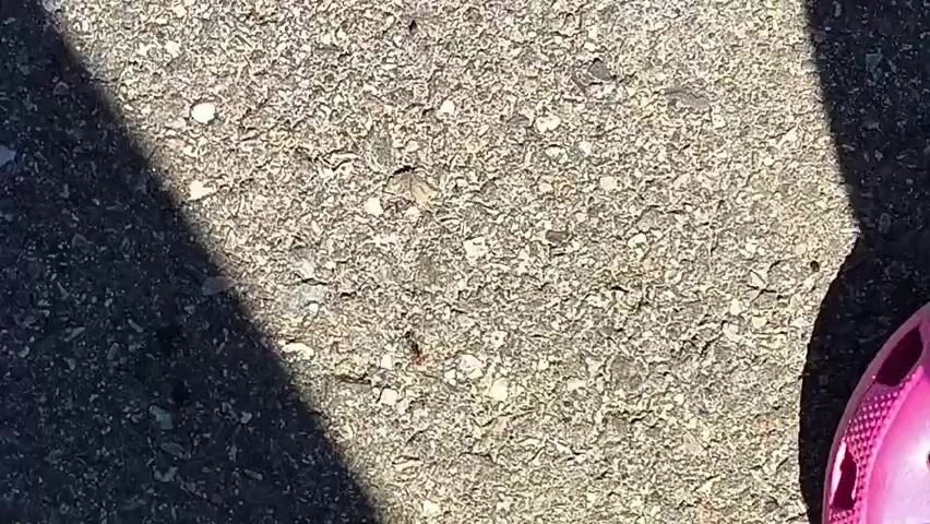 The video shows a close-up view of an ant walking on a rough, grey, and light-colored surface. A shadow is cast on the left side of the frame, and a pink shoe is visible in the bottom right corner. The camera appears to be moving, as evidenced by the shifting perspective and the slight blur in some areas. The lighting suggests it is daytime, possibly outdoors, given the texture of the ground and the presence of shadows.