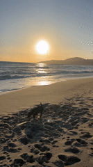 Dogs play on Ascea beach at sunset
