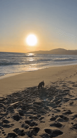 Dogs play on Ascea beach at sunset