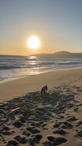The video shows a dog sniffing the sand on a beach at sunset. The sun is bright and low in the sky, casting a reflection on the water. There are waves coming in towards the shore. A mountain range is visible in the background. The beach is sandy and there are footprints in the sand near the dog. The dog is small and dark colored.