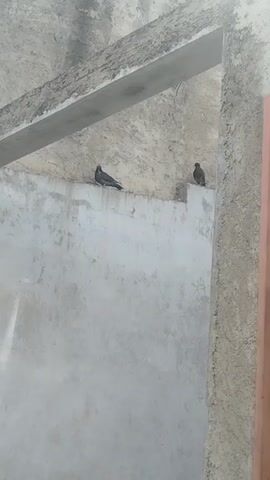The video shows two birds, likely pigeons, perched on a weathered concrete wall. One pigeon is gray and sits on the left side of the wall, while the other is brown and is perched on the right, next to the edge of the wall. Above the wall, there's a concrete beam. The texture of the wall suggests age and wear. A portion of a doorframe is seen on the right side. The overall lighting suggests an outdoor setting, possibly an alleyway or the exterior of a building.