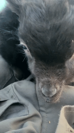 Baby goats cuddle together in Khartsyz'k, Ukraine