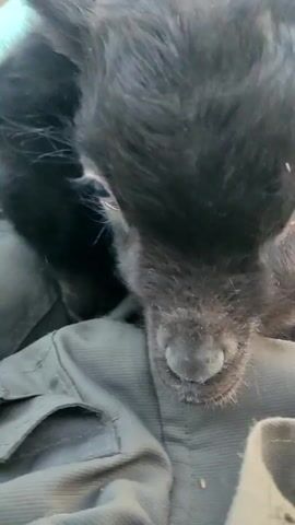 A close-up shot captures the head and face of a black baby goat nestled on a gray or olive green fabric surface. The goat is largely in focus, highlighting its dark fur, snout, and slightly visible blue-gray eyes. The fabric it rests upon appears textured, and a portion of what seems to be a pocket is visible on the left side of the frame. The background is blurred and indistinct.