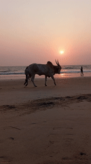 Sunset moments captured at Arambol Beach, India