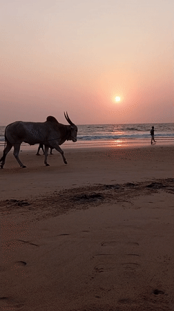Sunset moments captured at Arambol Beach, India