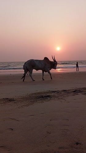 Sunset moments captured at Arambol Beach, India