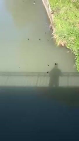 The video shows a group of ducklings swimming in a canal. The canal water is a murky green color. There are a few pieces of debris floating on the surface of the water. The ducklings are small and dark in color. They are swimming close together. The camera is positioned on a bridge overlooking the canal. The shadow of a person is visible on the surface of the water. There is grass growing on the bank of the canal.