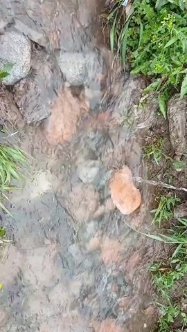 A close-up, overhead shot captures a shallow stream flowing over a bed of rocks and mud. Lush green grass and foliage line the banks of the stream, with a few small yellow wildflowers visible among the greenery. The water is clear, revealing the multicolored stones and pebbles beneath its surface. The flow of the water creates a subtle ripple effect, adding a sense of gentle movement to the scene.
