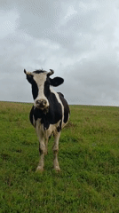 Cattle grazing in a field near Karsha, Russia