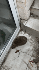 Hedgehog spotted on tiled surface near window in Blagoevgrad