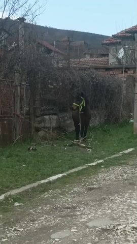 The video shows a dark-colored horse standing on grass near a gravel road. The horse has a bright yellow halter on and is tethered to a concrete wall and metal gate, which are overgrown with vines. The ground around the horse is littered with twigs and debris. In the background are houses and trees.  A utility pole stands on the right side of the frame.