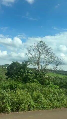 The video captures a moving shot of a rural landscape under a bright blue sky with white, fluffy clouds. The foreground shows a dirt and asphalt road with a yellow line. A wire fence runs along the side of the road, bordering a field of green plants, possibly coffee plants, arranged in neat rows. In the background, there are more green fields, trees, hills, and a utility pole with wires. The camera appears to be mounted in a vehicle moving forward, offering a panoramic view of the scenery. The overall impression is of a sunny day in a cultivated rural area.