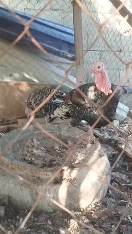 This is a video of two turkeys inside a pen. The pen has a dirt floor and some debris. In the background, there is a fence and a blue tarp. One turkey is black and brown, and the other is black. The turkeys are standing and walking around. The video is shaky and the lighting is poor.