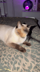 Siamese cat plays on bed while shadow puppetry performed