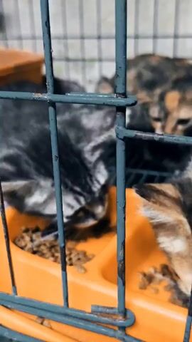 A close-up shot shows two kittens inside a cage. In the foreground, a grey tabby kitten is eating from an orange bowl filled with dry cat food. Its head is down, focused on the food. Behind it, a calico kitten is also visible, its head turned slightly to the side. The cage bars are in focus, creating a barrier between the viewer and the animals. The lighting is somewhat dim, with a soft glow illuminating the scene. The overall environment appears to be an animal shelter or similar enclosure.